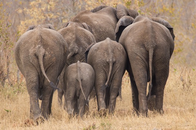 Breeding herd of rear end elephant walking away int the trees